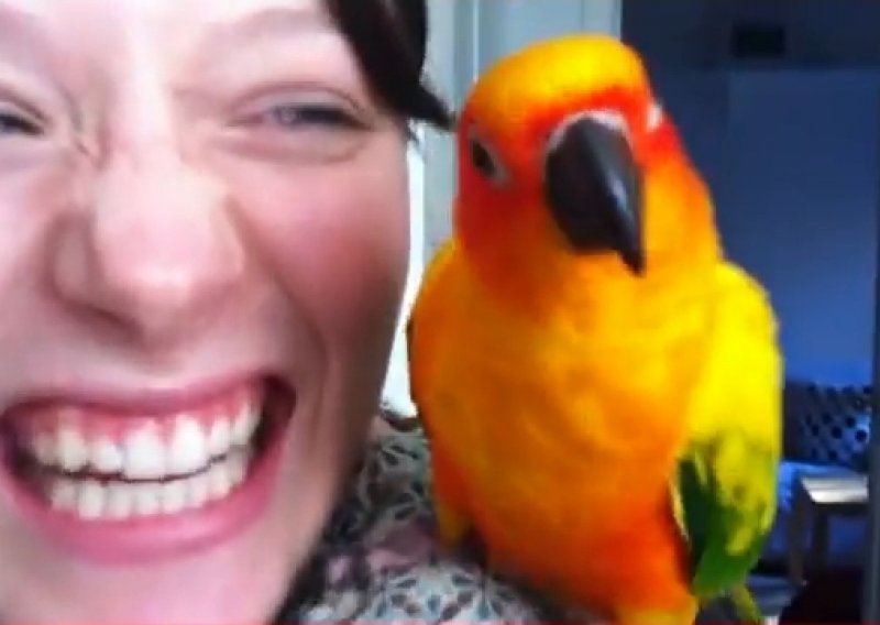 Upoznajte Philipa – papagaja koji pleše samo na svoju pjesmu