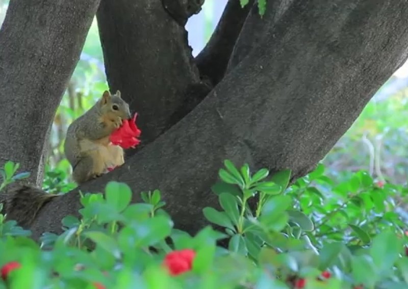 Vjeverica se zaželjela romantike pa - pojela ružu