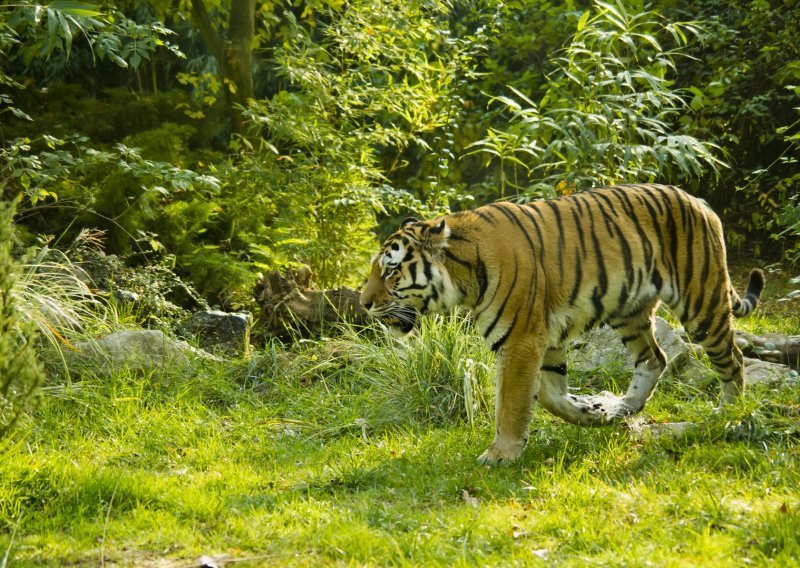 Bolesni tigrovi stigli u poljski zoo nakon što su zapeli na granici