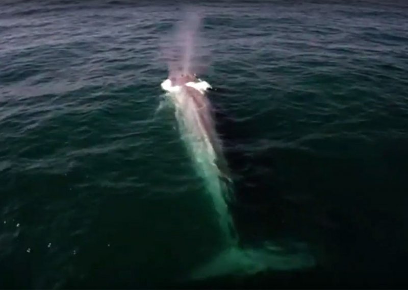 Najveći kit svijeta izronio u savršenom trenu za kamere