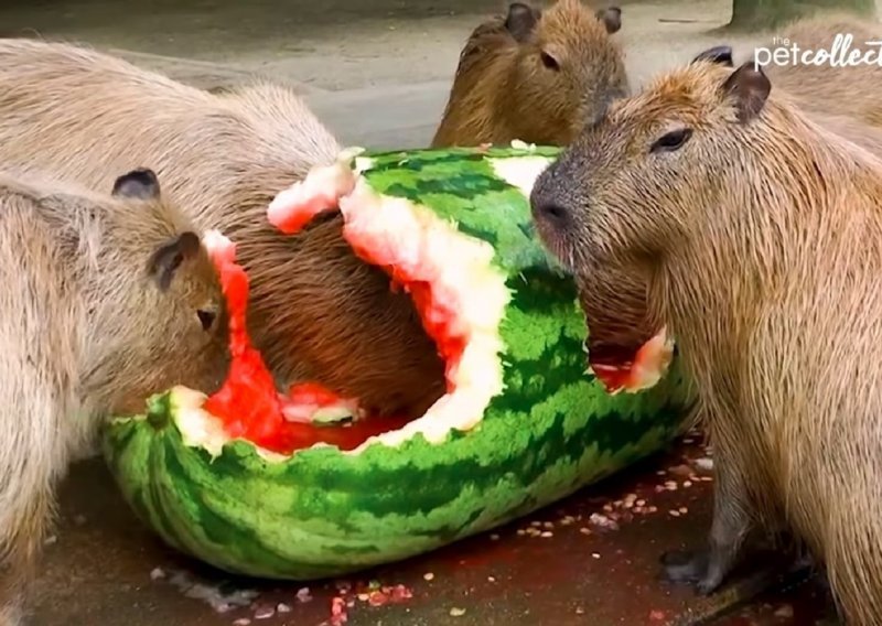 Slatke kapibare navalile na lubenicu kao da ne postoji sutra