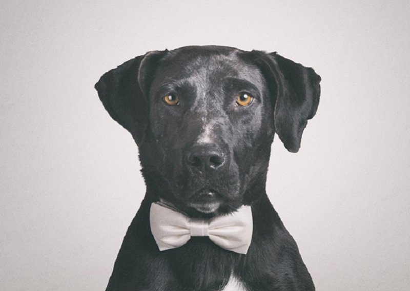 Sklonište Dumovec posvetilo je svoj kalendar za 2020. crnim psima