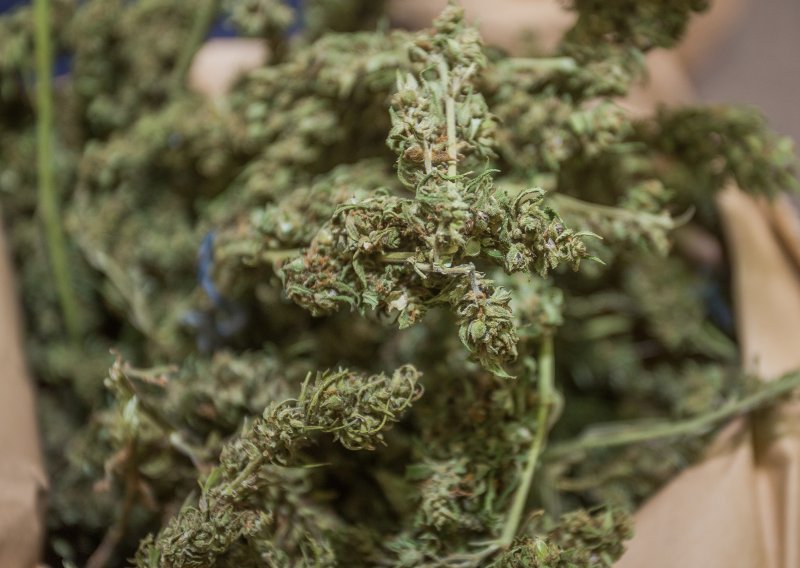 Na tavanu obiteljske kuće kod Garešnice pronašli marihuanu u vrijednosti od milijun kuna