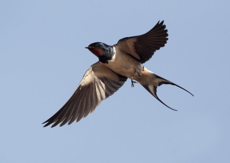 Referendum presudio pticama selicama na Malti