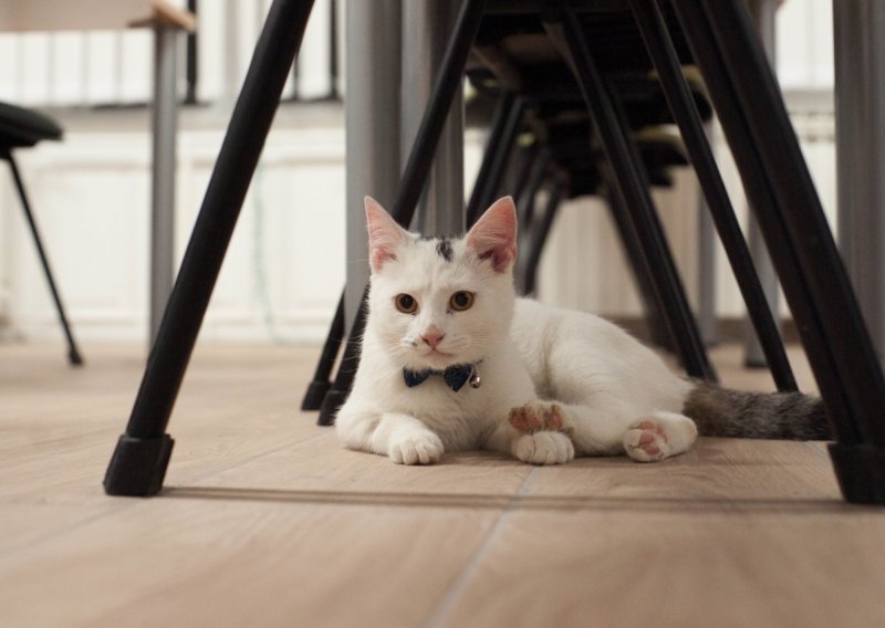 Upoznajte mačka Đivu: Radi na osječkom fakultetu i prava je zvijezda na društvenim mrežama