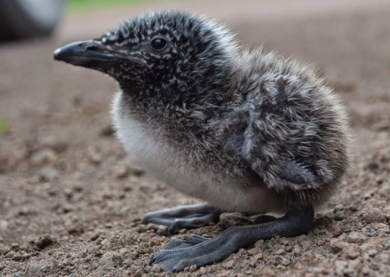Što je ubilo blizu milijun ptica u Pacifičkom oceanu?