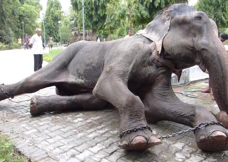 Suze ovog slona rasplakat će i vas