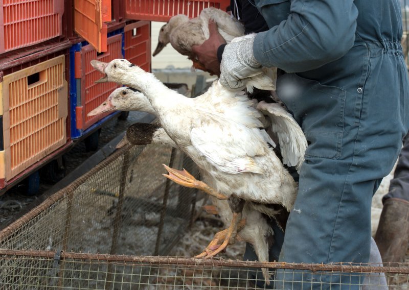 Ptičja gripa na farmi pataka u Bugarskoj; usmrtit će svih 5380 životinja