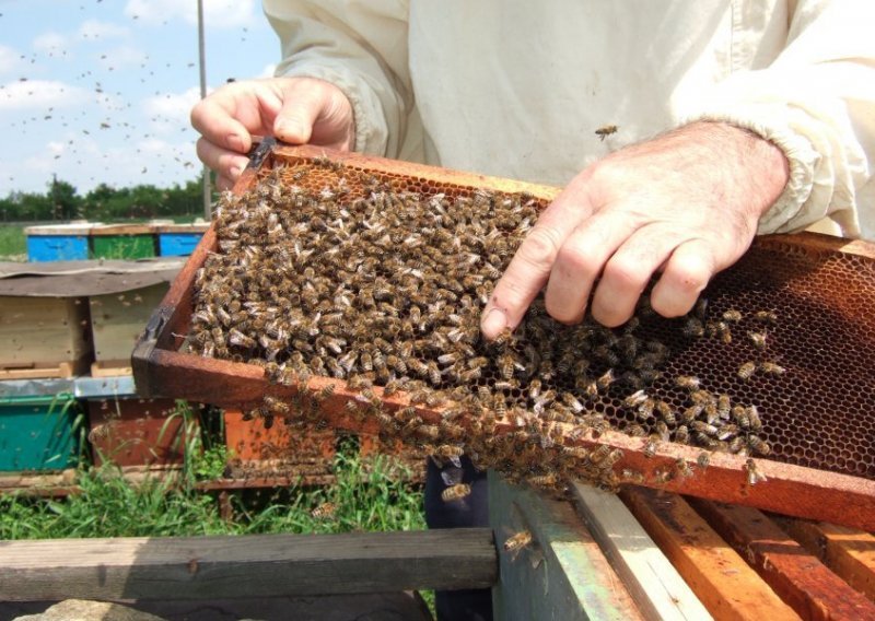 Što se to događa: Ima li ili nema pomora pčela?