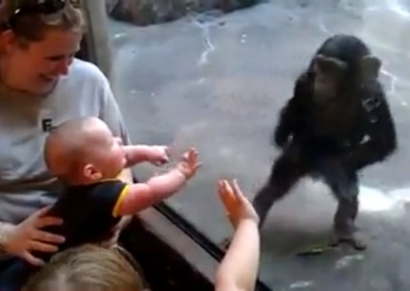 Evo kako su beba i čimpanza postali prijatelji
