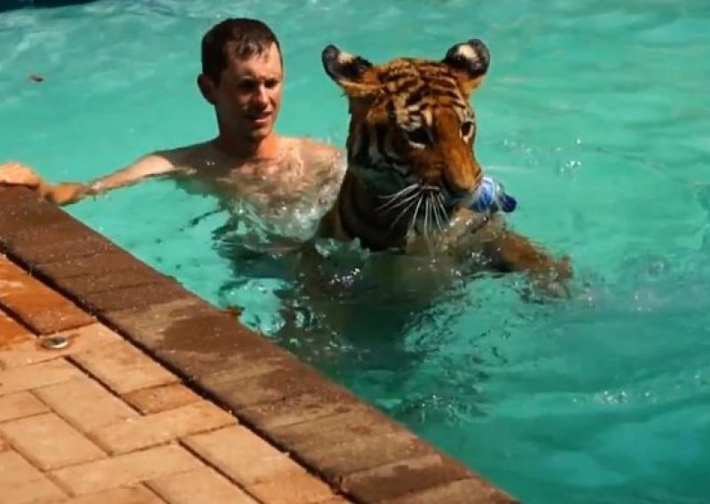 Pogledajte tigra koji obožava brčkanje u bazenu