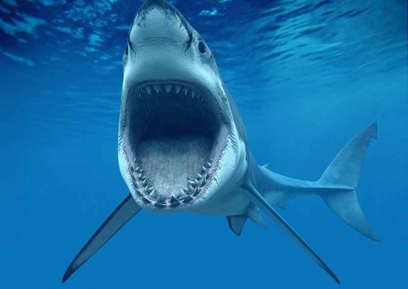 Kako morski psi otkrivaju udaljene izvore krvi?