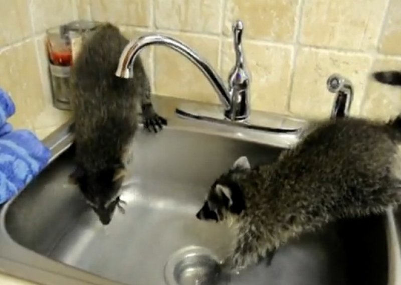 Zaigrani rakuni brčkaju se u sudoperu