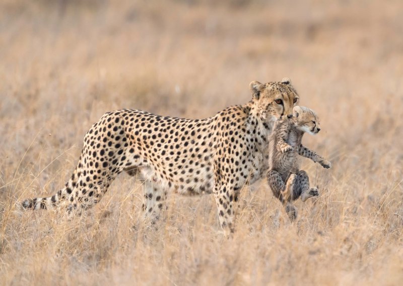 Razigrani gepardići drže se majke dok putuju Serengetijem