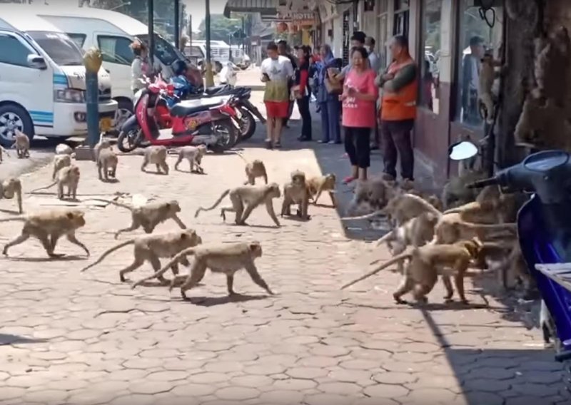 Majmuni preplavili grad i prepali stanovništvo, pogledajte kakav je stampedo nastupio
