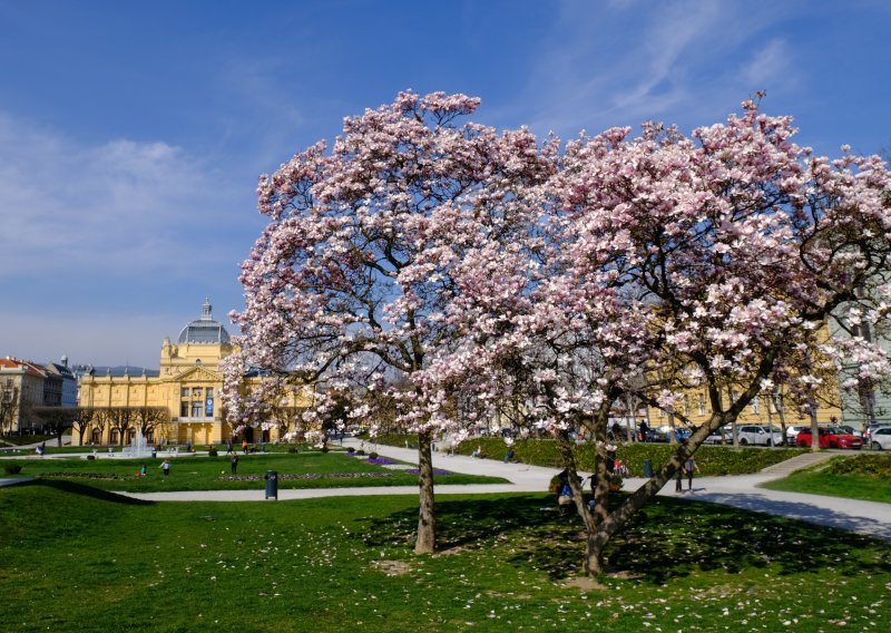 Prizori koje Zagrepčani čekaju cijelu godinu: Procvale su prekrasne magnolije na Tomislavcu