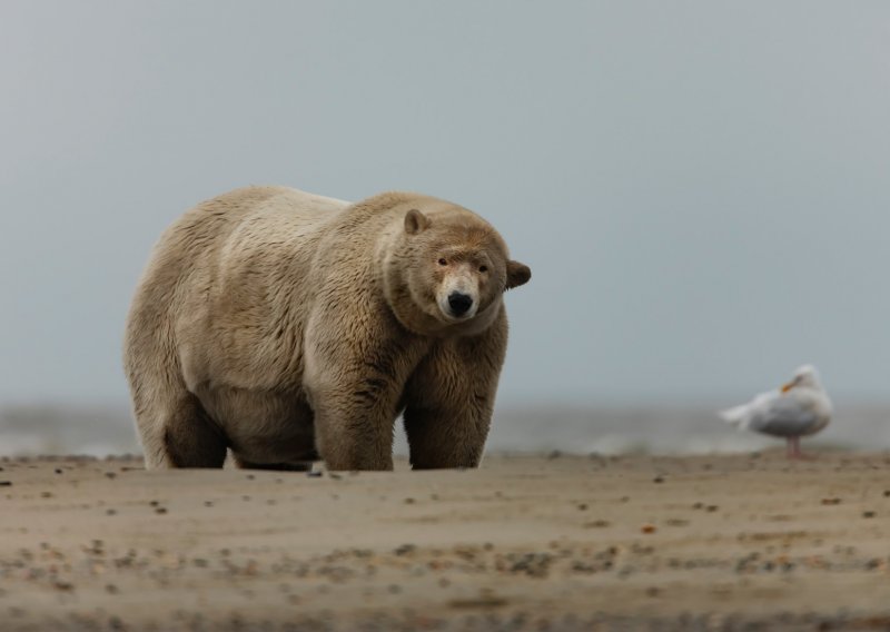 Upoznajte Alberta – najdebljeg polarnog medvjeda na svijetu