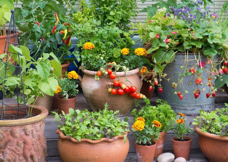 Za sadnju povrća ne treba vam puno prostora: Kako i što uzgajati u posudama na balkonima, prozorskim klupicama i manjim vrtovima
