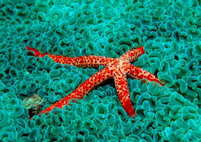 Je li vas ikad zanimalo kako se morske zvijezde kreću? Pogledajte odgovor!