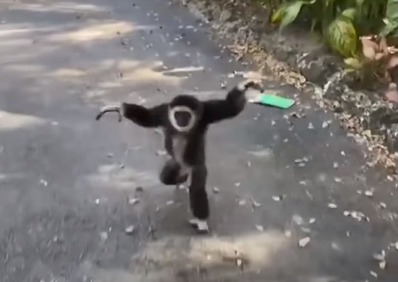 Veseli majmun je čuo da slijedi popuštanje mjera izolacije pa je odmah istrčao na ulicu
