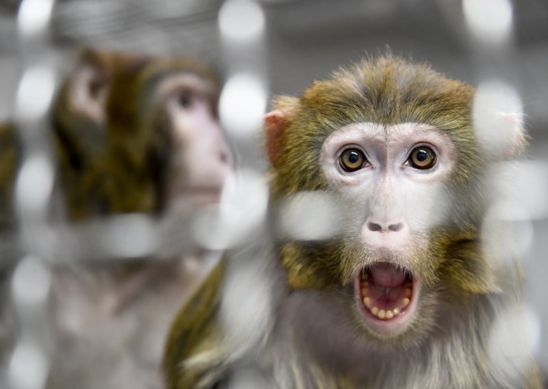 Kinezi uspješno testirali cjepivo protiv Covida-19 na majmunima. Slijedi teži korak: Ispitivanje na ljudima