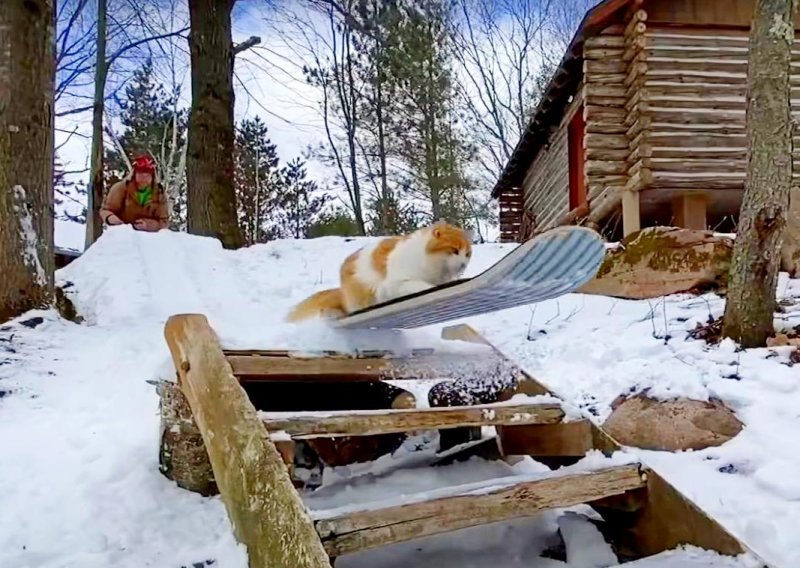 Luda mačka snowboarda kao velika