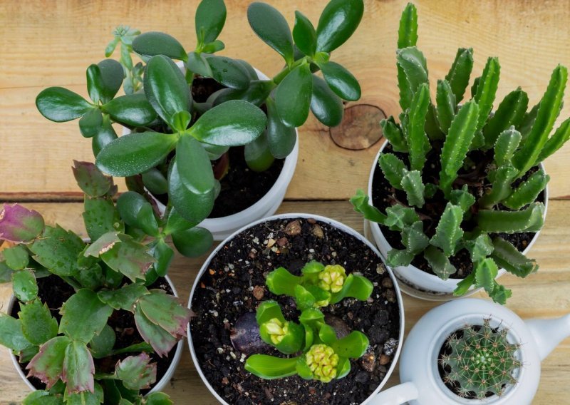 Najljepši ukras svakog doma: Kako odabrati biljke koje će preživjeti i s nemarnim vlasnicima