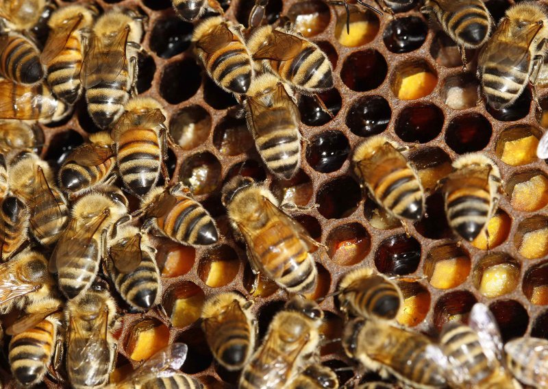 Slovenija želi zaštititi kranjsku pčelu