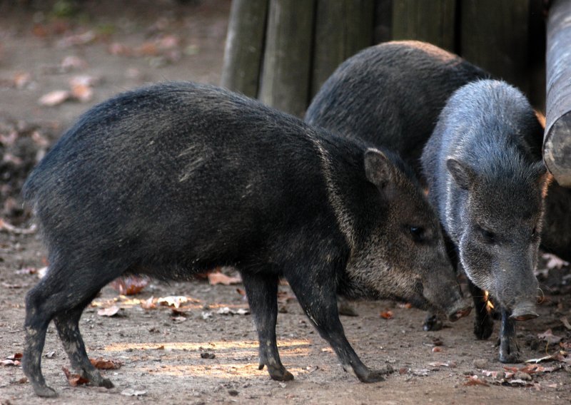 Veliki čopor divljih svinja snimljen u blizini kuća na području Pule