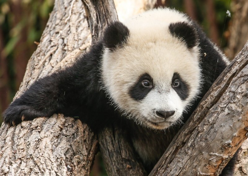 [VIDEO] Kanadski zoološki vrt vraća pande u Kinu zbog nedostatka bambusa