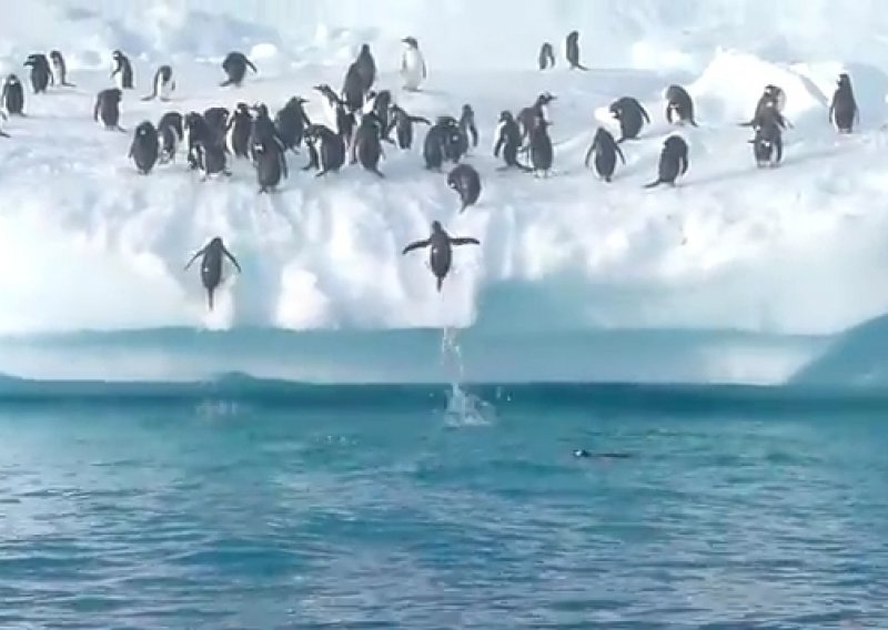 Tko kaže da pingvini ne lete?