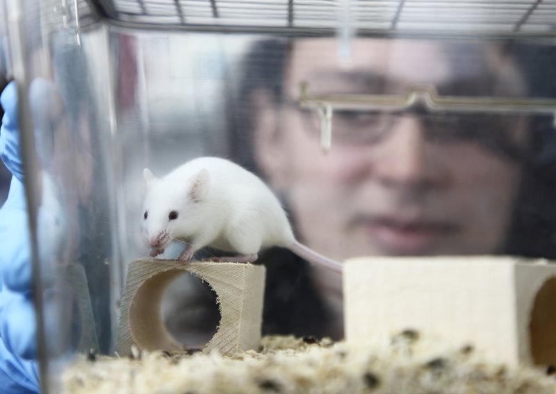 Polumiš-polučovjek: Znanstvenici stvorili miša s dosad najvećim brojem ljudskih stanica