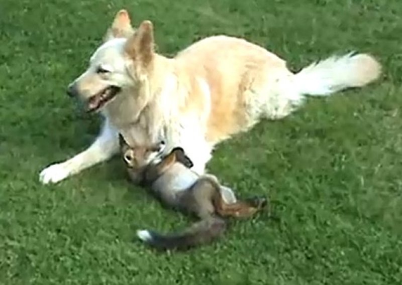 Mala slatka lisica igra se sa psom