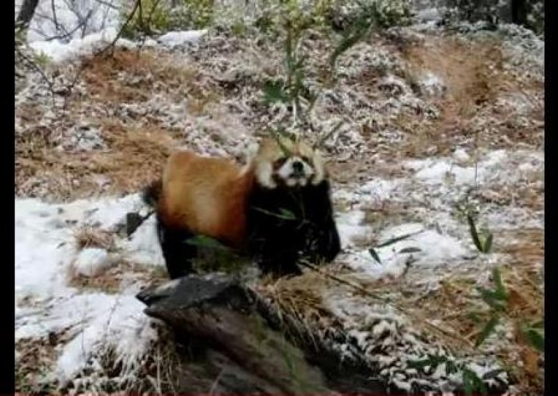 Evo kako se neodoljiva crvena panda igra u snijegu