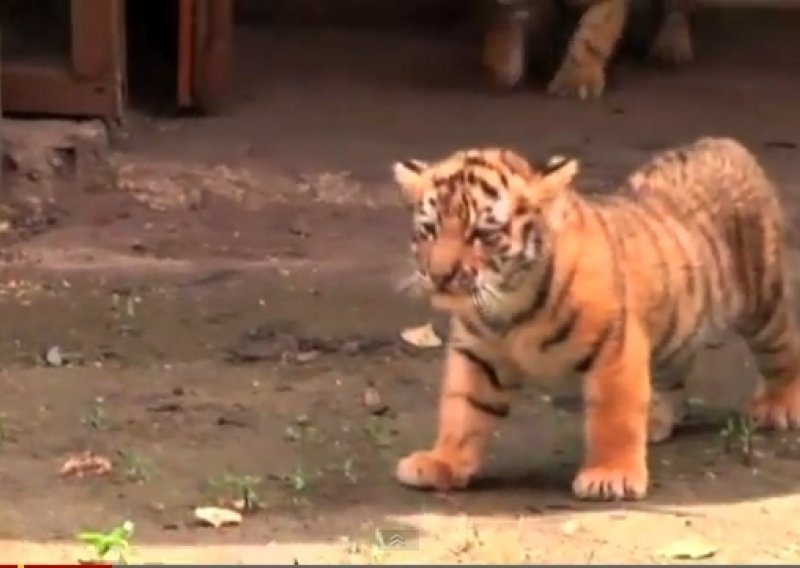 Posjetitelji se tope na sibirske tigriće u ZOO-u