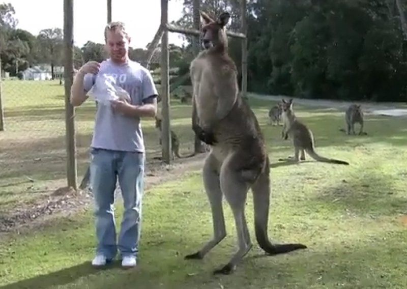 Je li ovo najjači klokan u Australiji?