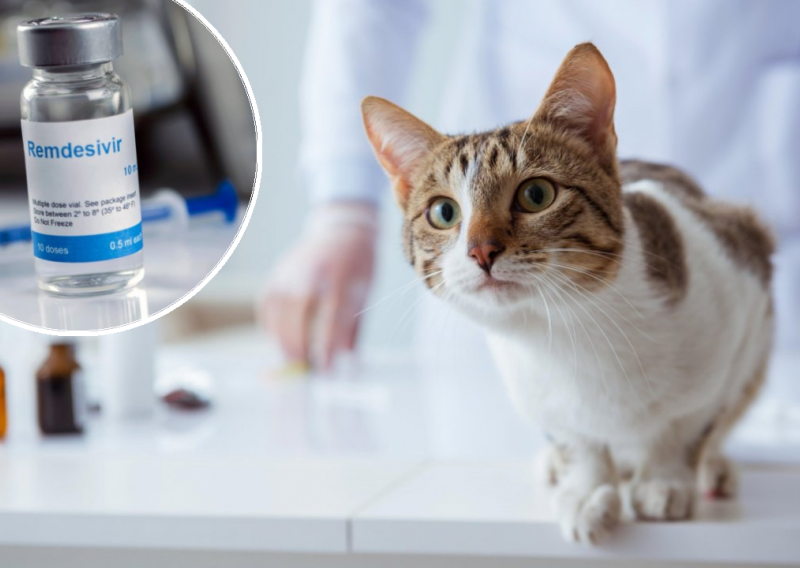 Preko zatvorenih Facebook grupa daju i po 10.000 dolara za lijek na bazi remedesivira kojim se liječe mačke