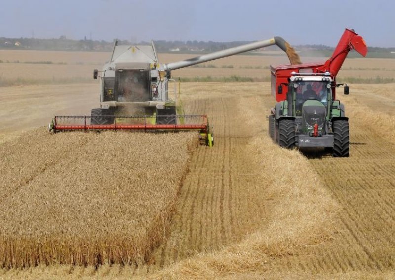 Ako pšenica bude ispod 1,25 kn/kg proizvođači će biti na gubitku