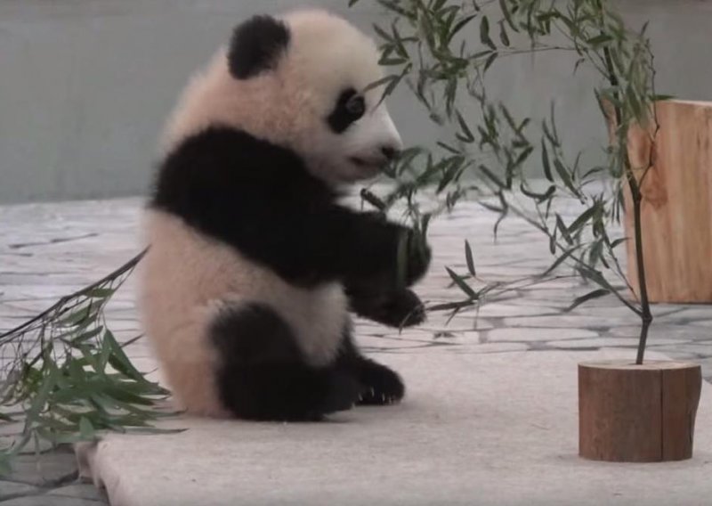 Čak i pande mogu imati loš dan