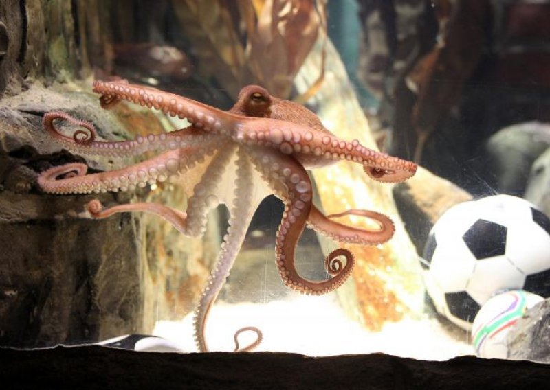 Madridski ZOO želi hobotnicu Paula