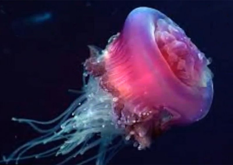 U Jadranu snimljena super-rijetka golema meduza