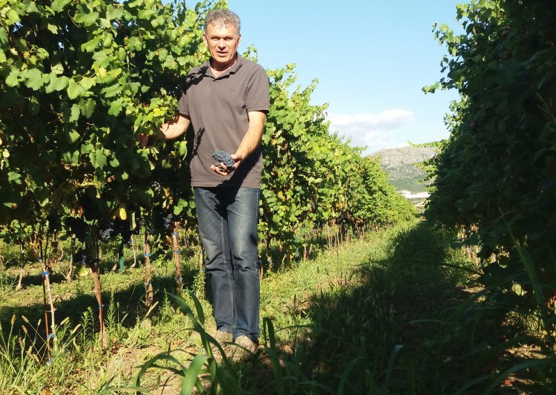 Vrgorski agronom i vinogradar Franić: Jedini način opstanka na tržištu je proizvodnja vina nadprosječne kvalitete