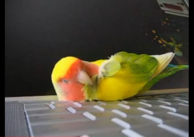 Pogledajte papigicu koja spava na laptopu