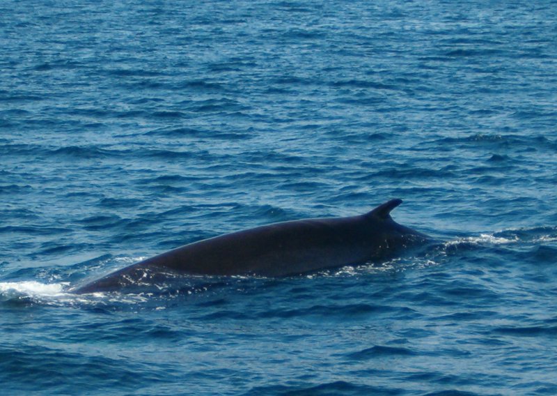 Dvadesetometarski kit kod Visa zabavljao ribare