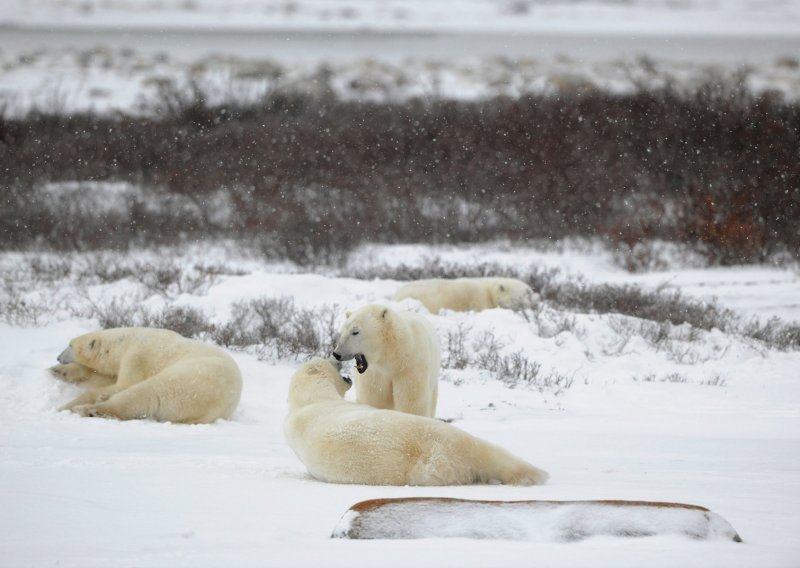 Polarni medvjedi mogli bi u potpunosti nestati do kraja stoljeća