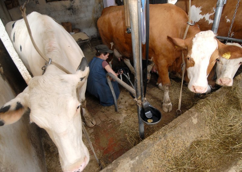 Dok se svi bave odlaskom Megglea, u Hrvatskoj se ove godine mljekarstvom prestalo baviti čak 500 farmera, a teško da će biti išta bolje dok litra mlijeka stoji koliko i litra vode