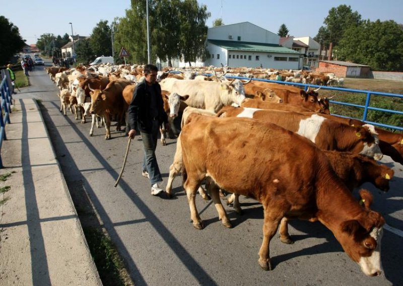 Na cestu izveli 650 krava i pustili ih ispred zgrade općine