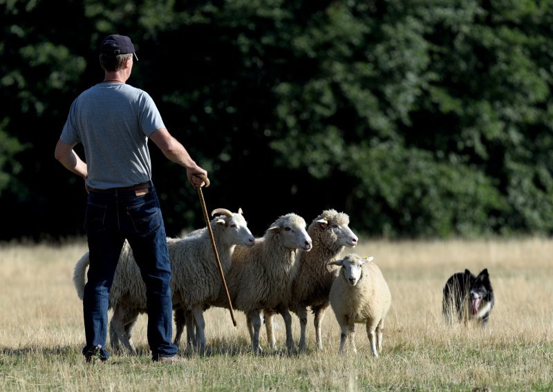 Pronađen nestali pastir kod Knina, dezorijentiran i s ogrebotinama