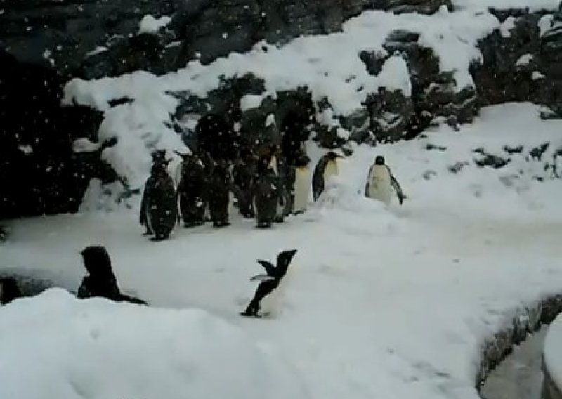 Pingvin poblesavio od sreće i zaplesao