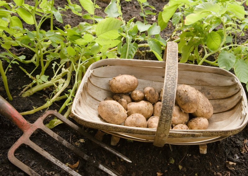 Zbog visokog udjela ugljikohidrata krumpir je dospio na loš glas, a koliko je zapravo dobar ili loš za našu prehranu?